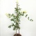 四季金银花阳台庭院爬藤植物