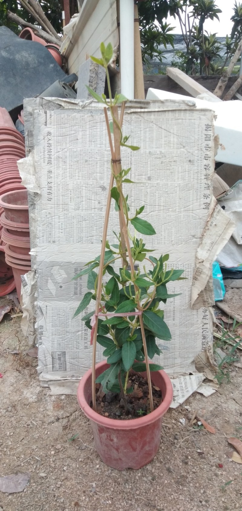 四季金银花阳台庭院爬藤植物