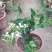 四季金银花阳台庭院爬藤植物