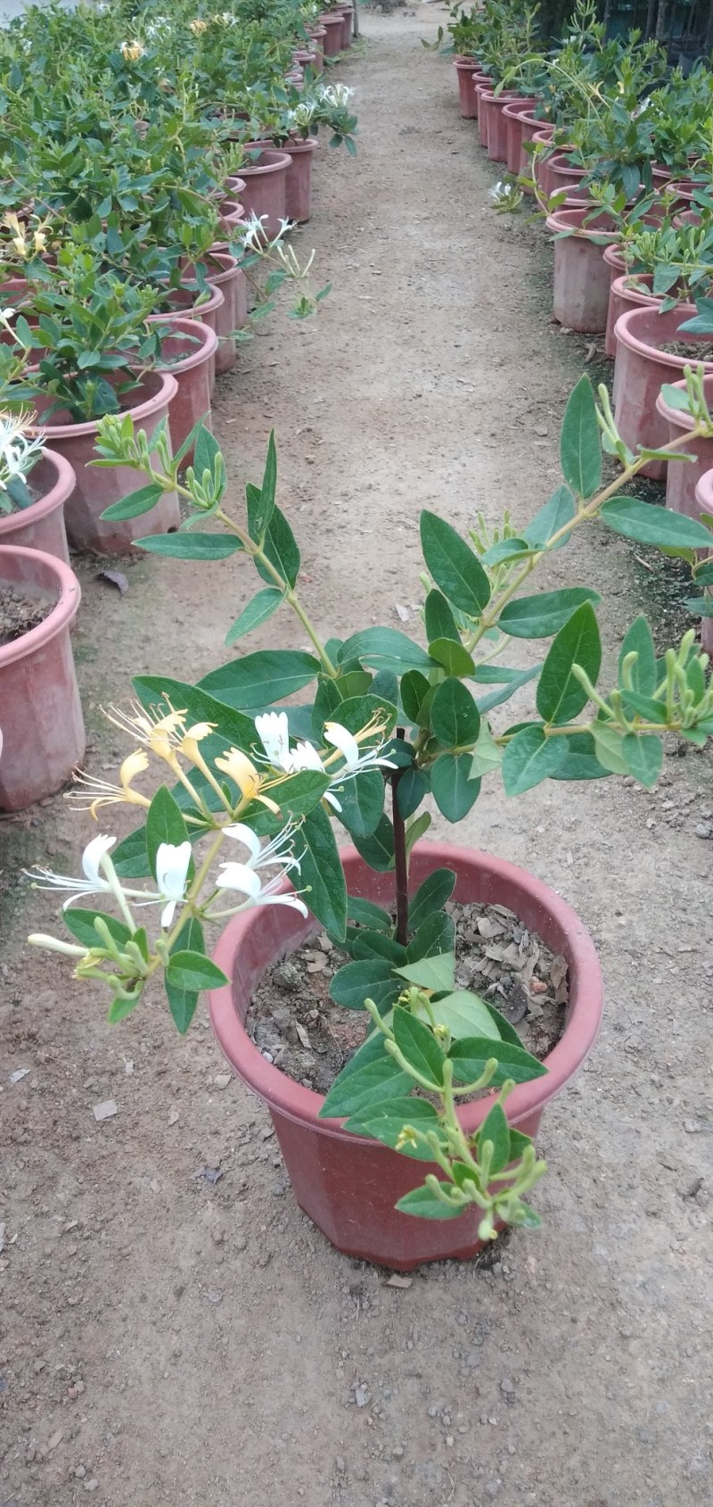 四季金银花阳台庭院爬藤植物