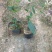 四季金银花阳台庭院爬藤植物