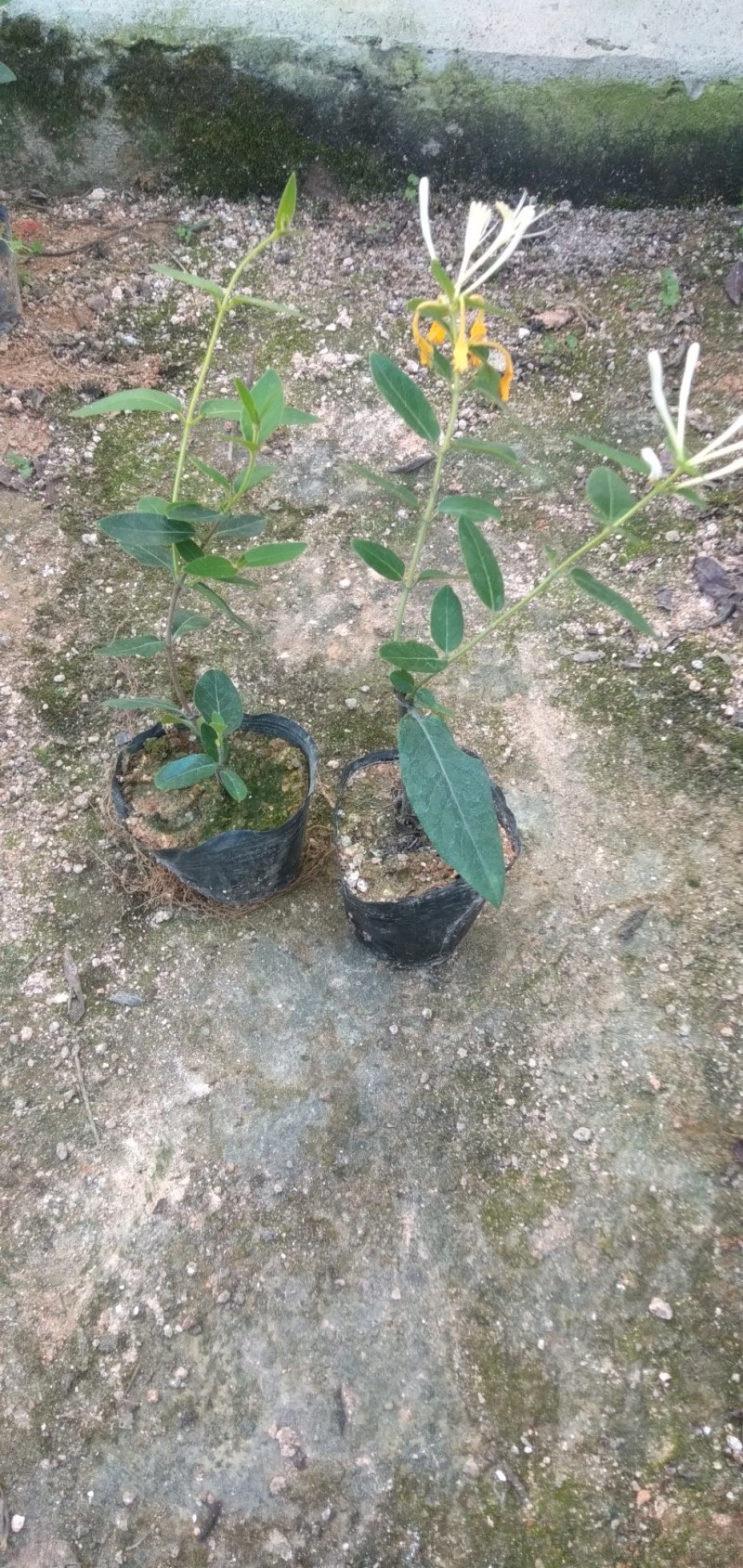 四季金银花阳台庭院爬藤植物