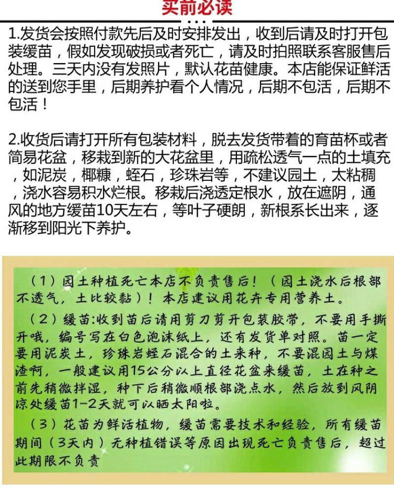 四季金银花阳台庭院爬藤植物