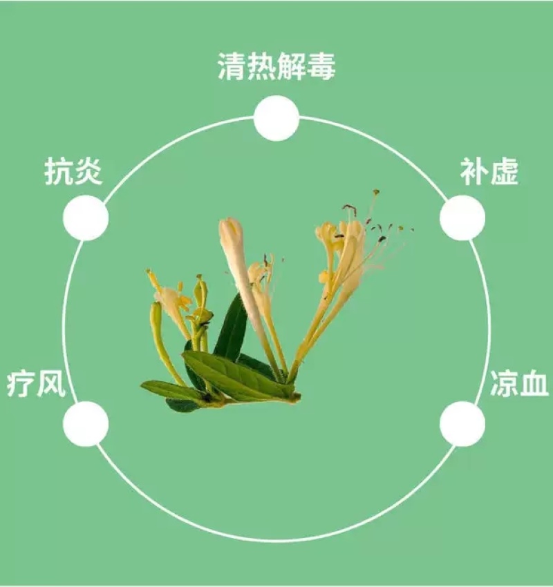 四季金银花阳台庭院爬藤植物