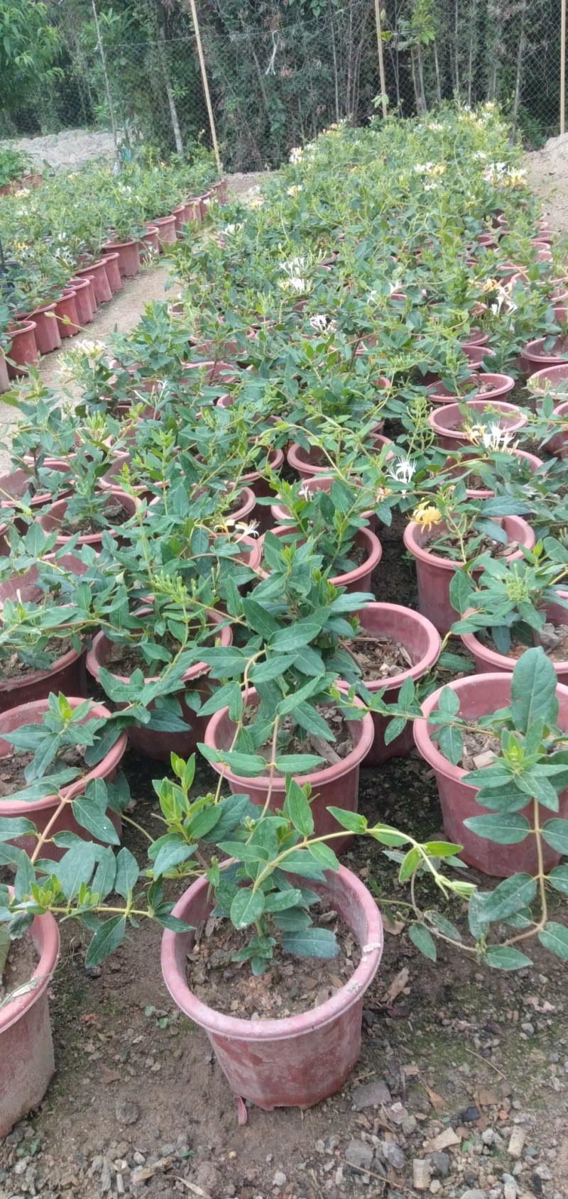 四季金银花阳台庭院爬藤植物