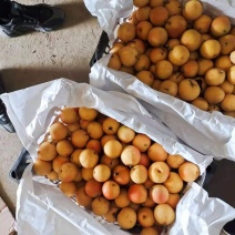 南果梨鞍山特产库存货源充足