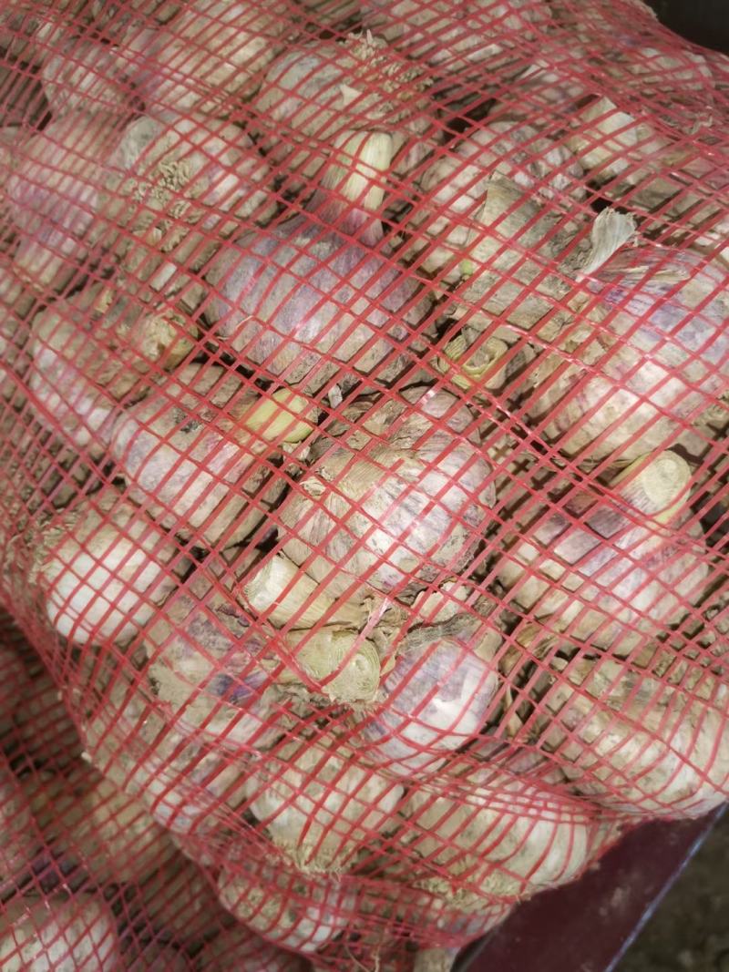 滑县大蒜大量上市