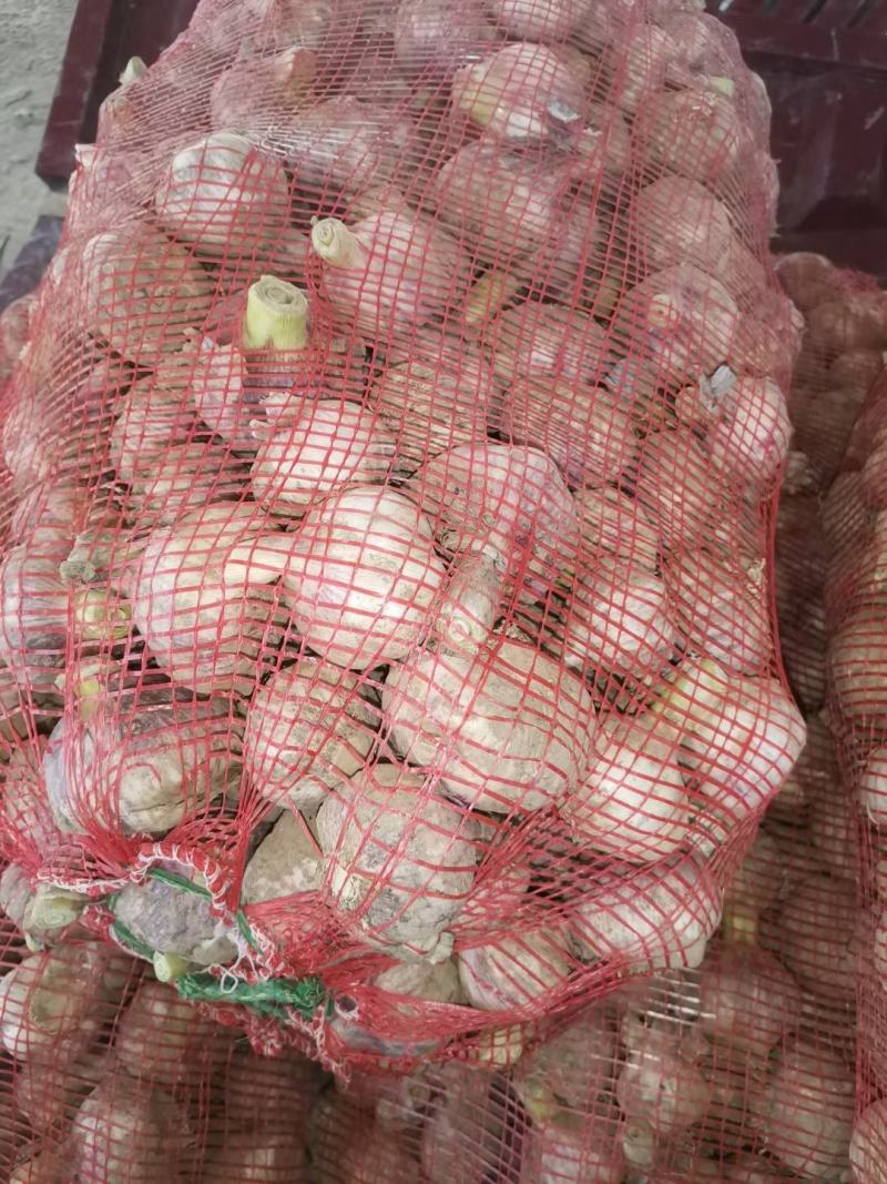 滑县大蒜大量上市
