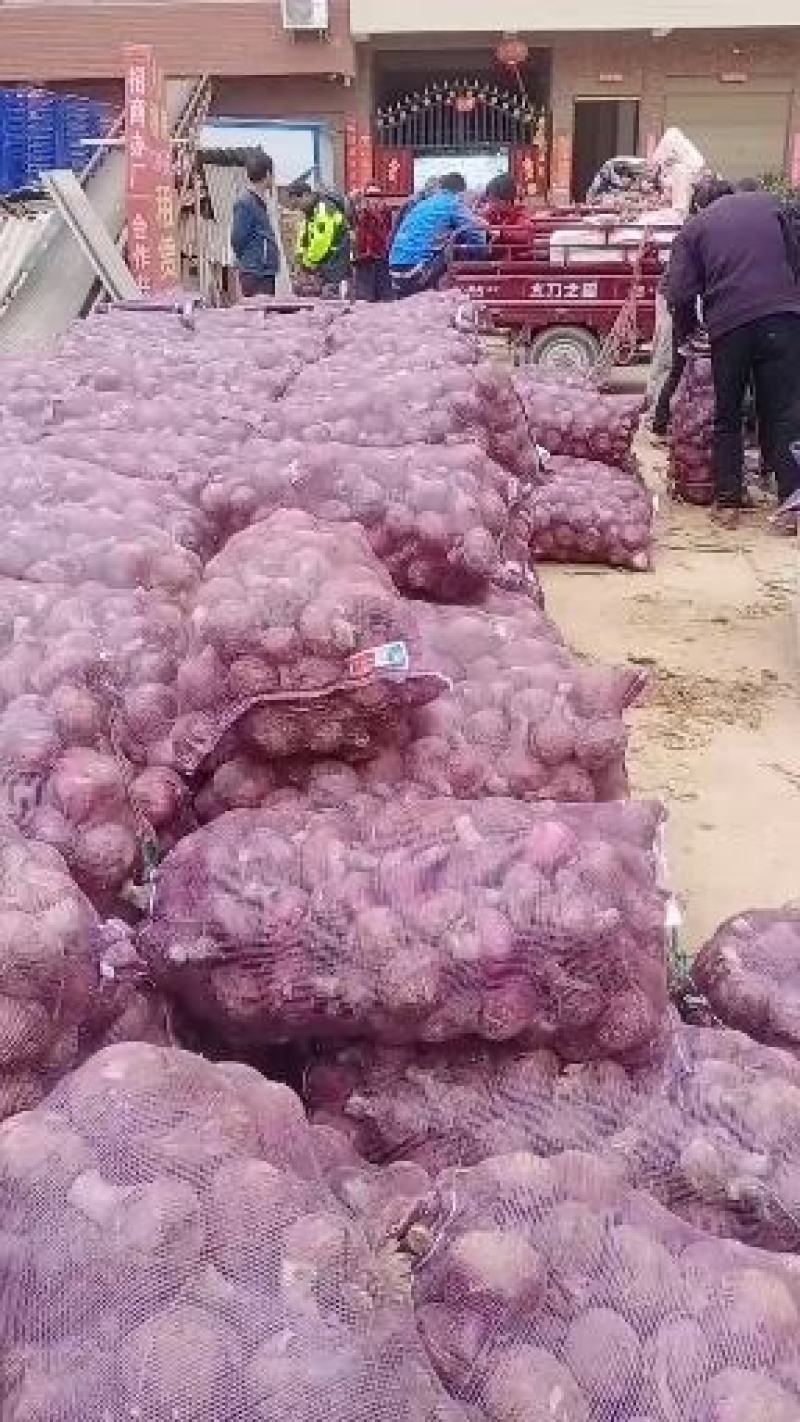 洋葱，紫皮洋葱，大量上市，，，，，，，，，