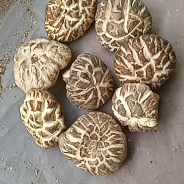 2025年新货茶花菇香菇干货花菇干货