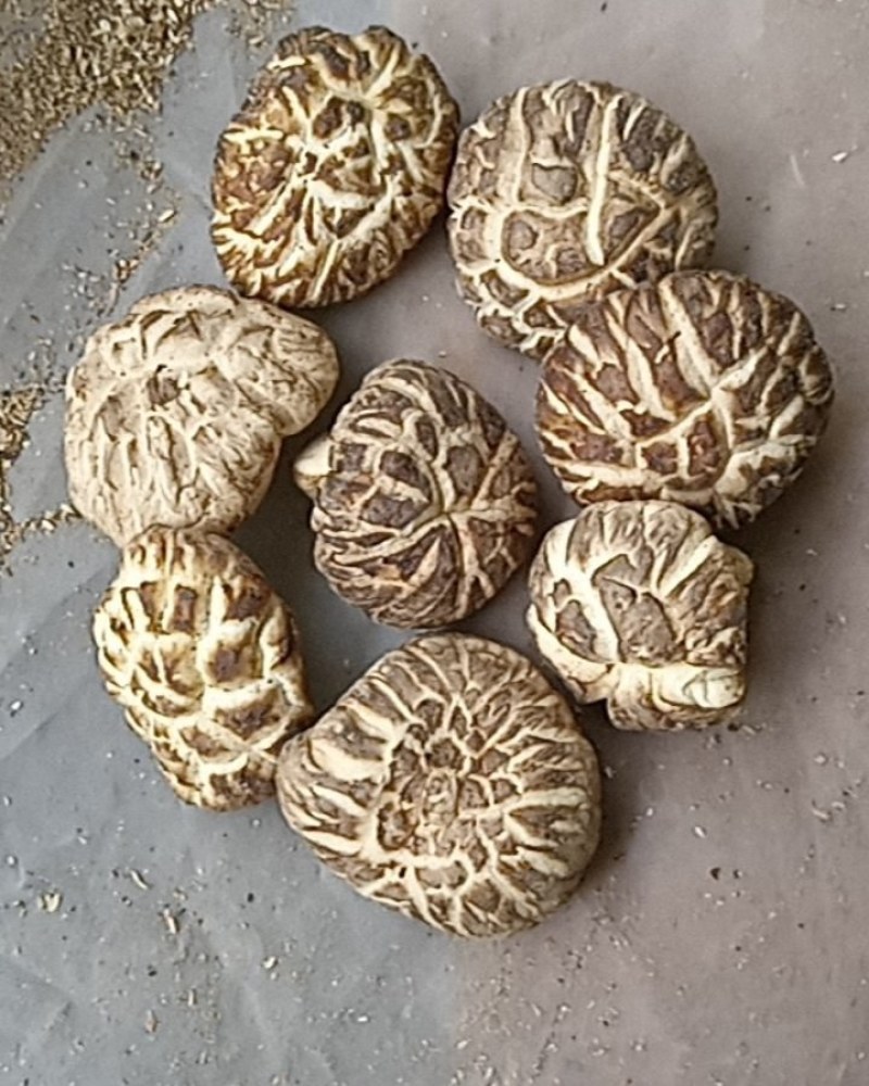 2025年新货茶花菇香菇干货花菇干货