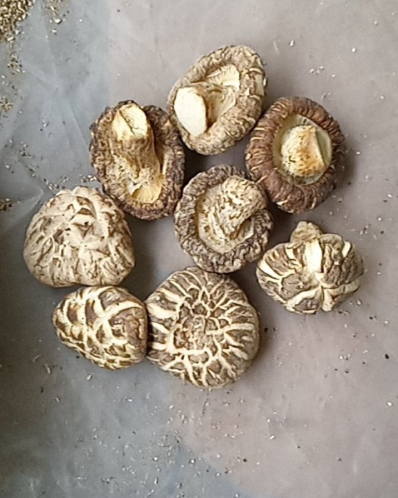 2025年新货茶花菇香菇干货花菇干货