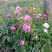 多年生过冬观赏芍药，东北辽宁基地直供，大量现货
