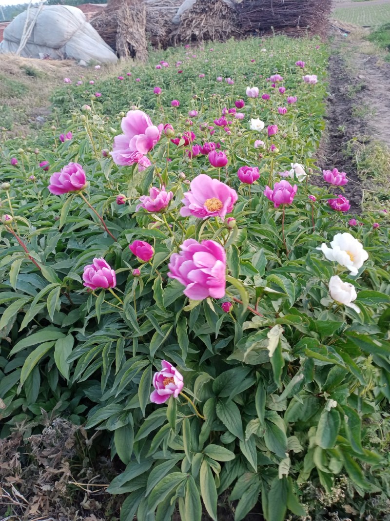 多年生过冬观赏芍药，东北辽宁基地直供，大量现货