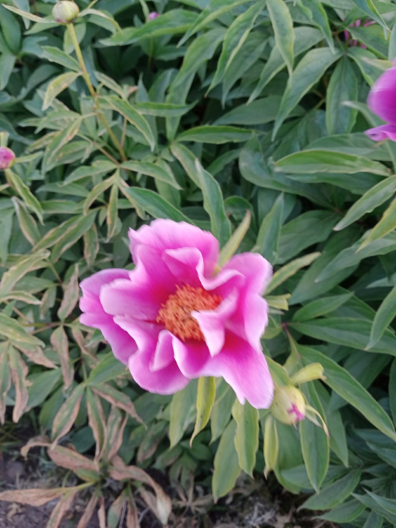 多年生过冬观赏芍药，东北辽宁基地直供，大量现货
