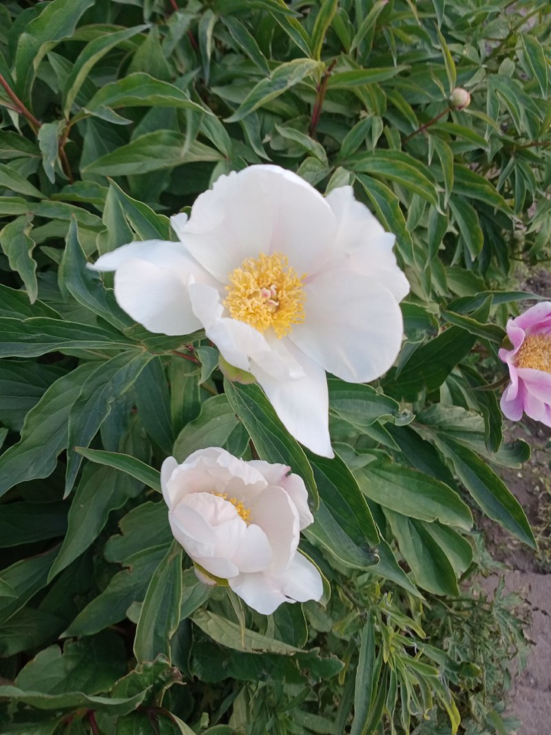 多年生过冬观赏芍药，东北辽宁基地直供，大量现货
