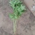 多年生过冬观赏芍药，东北辽宁基地直供，大量现货