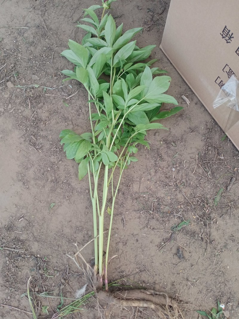 多年生过冬观赏芍药，东北辽宁基地直供，大量现货
