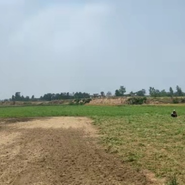 豌豆
