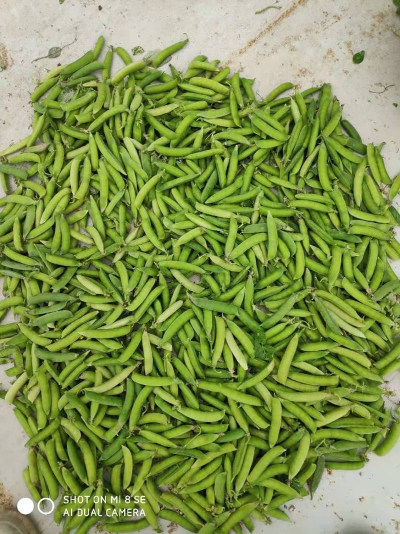 豌豆