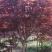 三季红红枫。3到6公分供应。一年三季红色