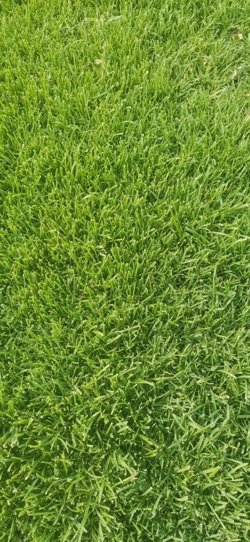 北京草坪销售草皮绿化园林工程草坪带土庭院绿植园林工程
