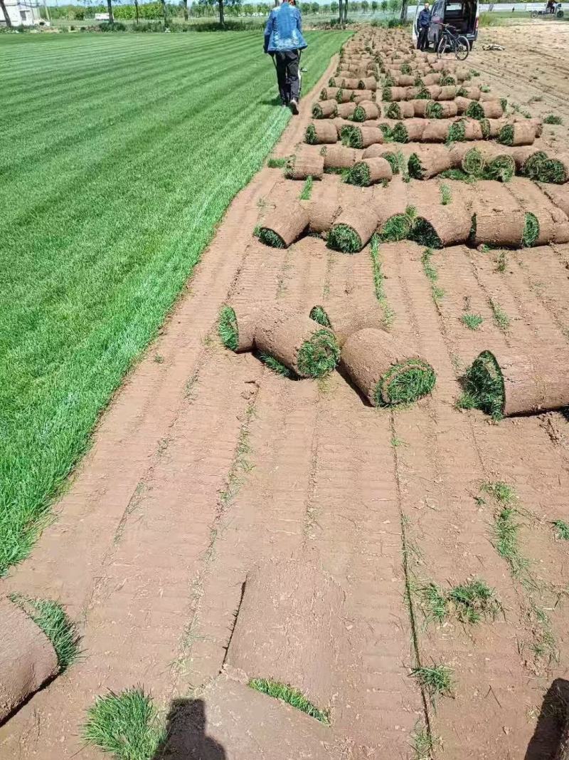 北京草坪销售草皮绿化园林工程草坪带土庭院绿植园林工程