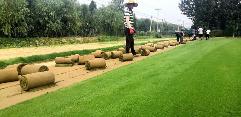 北京草坪销售草皮绿化园林工程草坪带土庭院绿植园林工程
