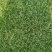 北京草坪销售草皮绿化园林工程草坪带土庭院绿植园林工程