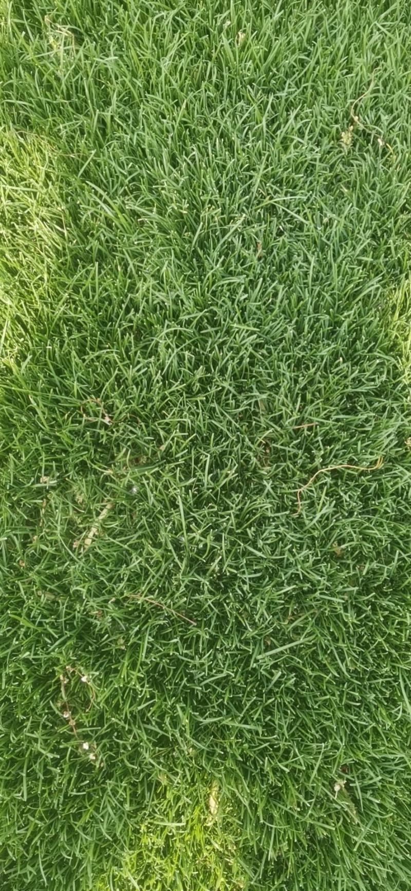 北京草坪销售草皮绿化园林工程草坪带土庭院绿植园林工程