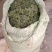 250g包邮老挝野生中草药化石草肾精草43.9