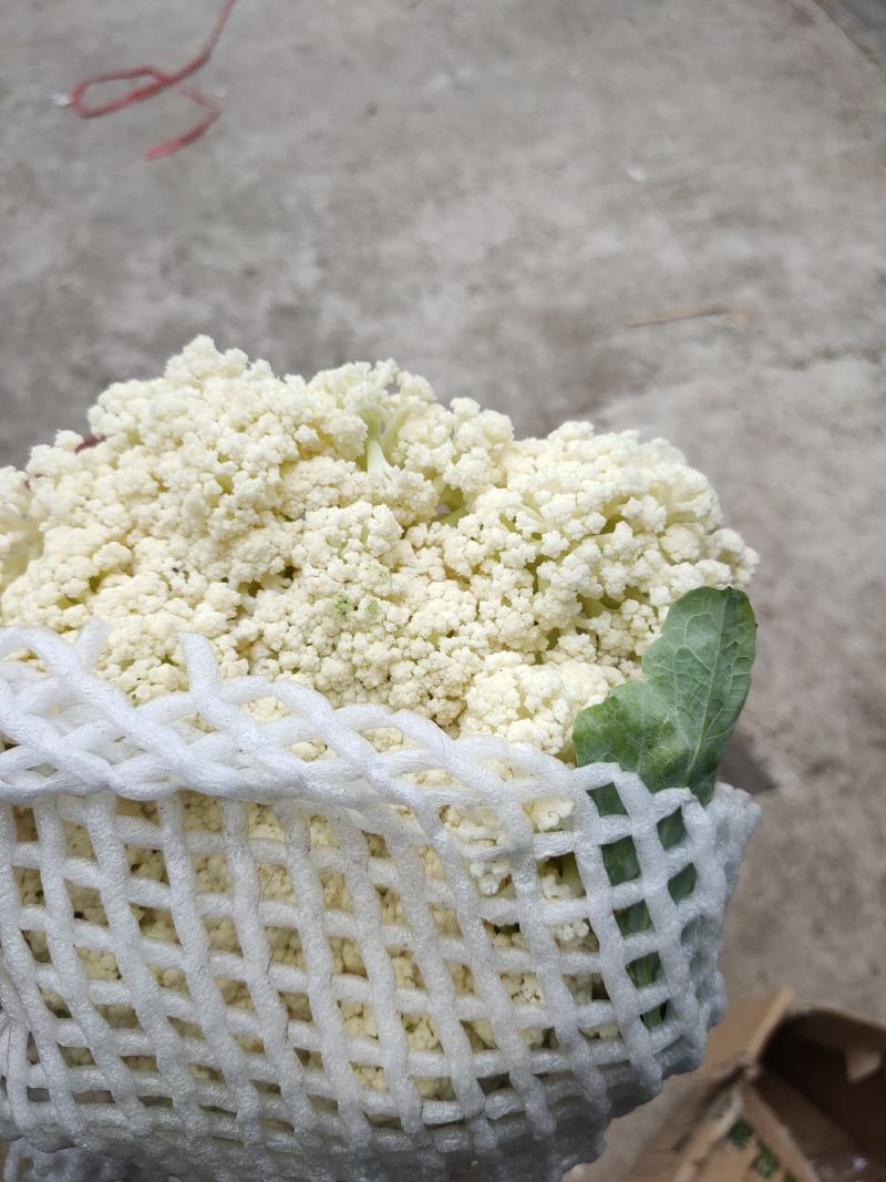 河北省唐山市有机花菜大量上市价格便宜欢迎老板前来