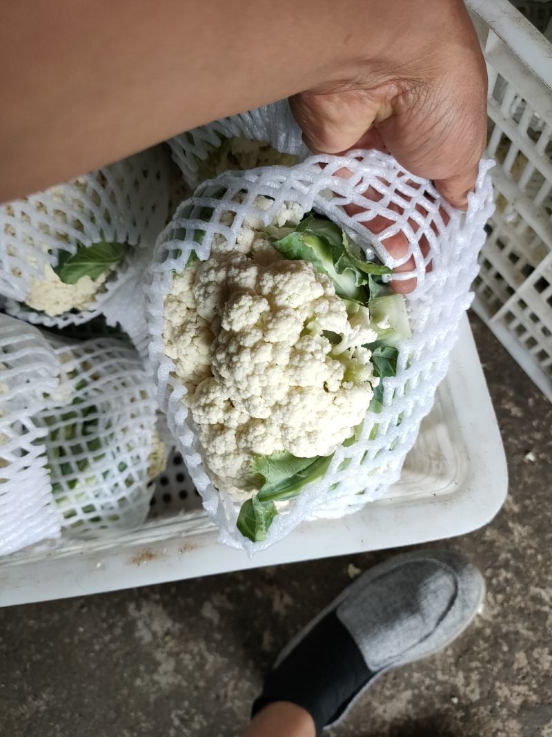 河北省唐山市有机花菜大量上市价格便宜欢迎老板前来