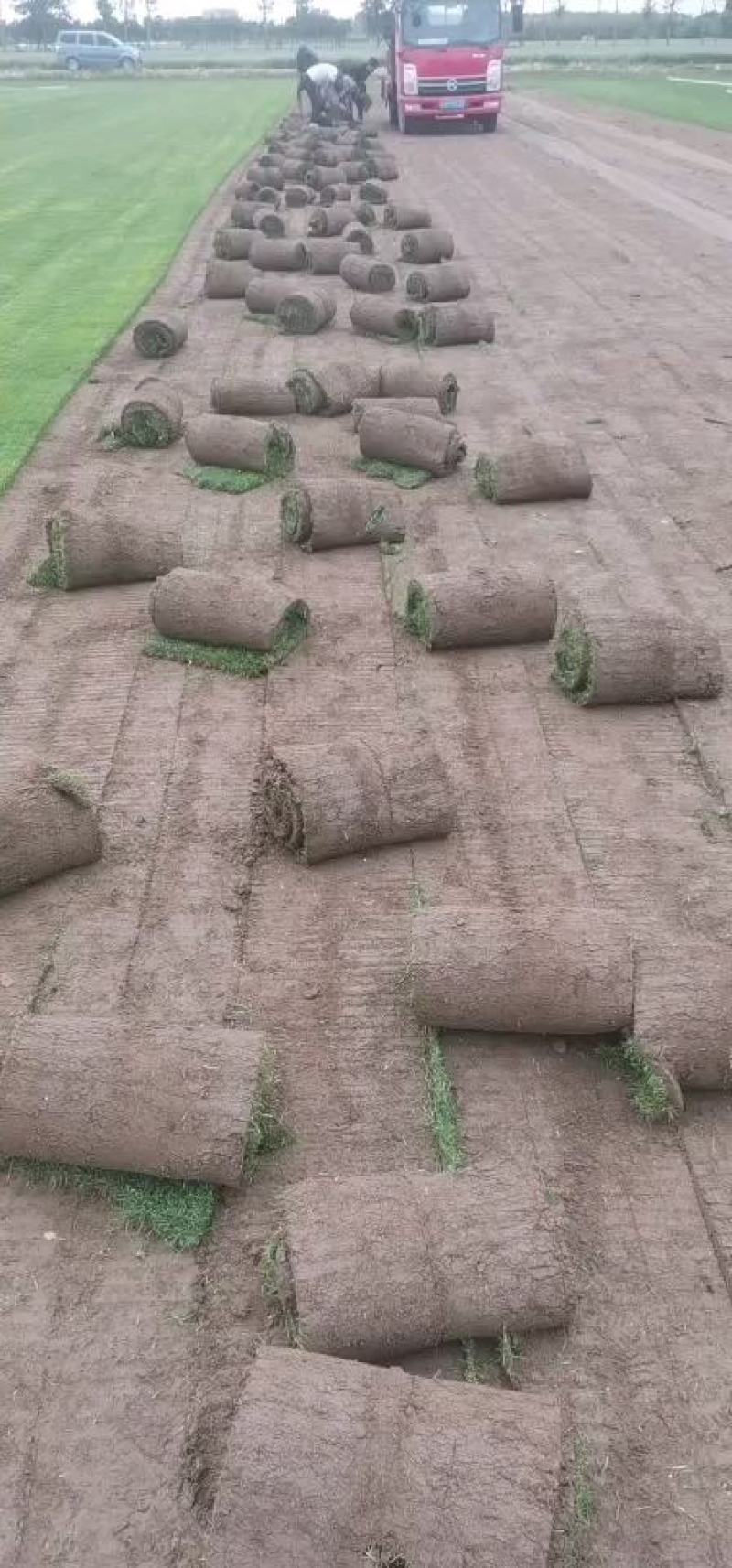 草坪销售庭院绿植园林工程草坪销售草皮草坪