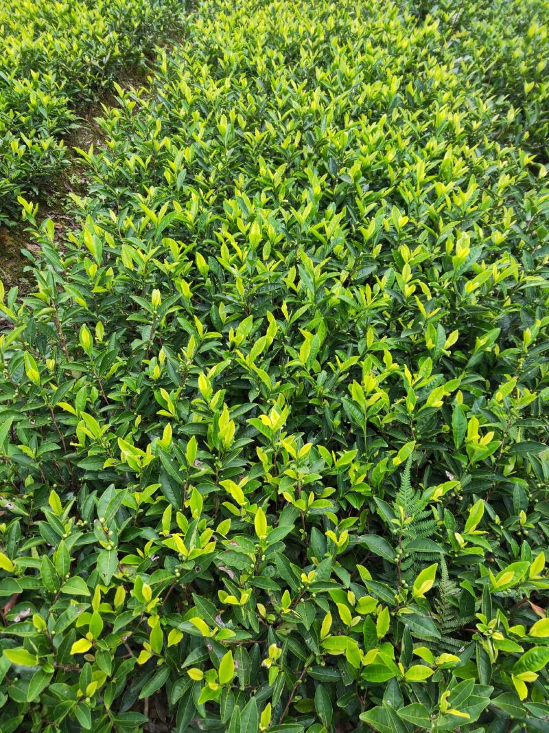 供应各种茶苗