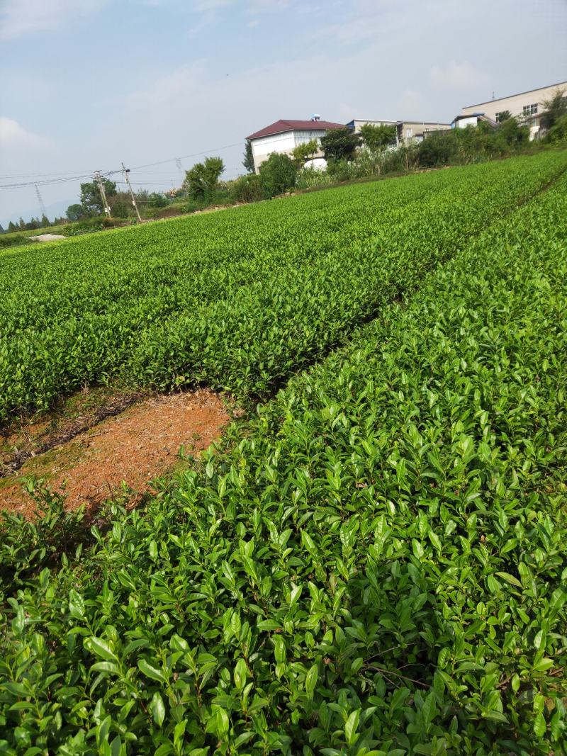 供应各种茶苗