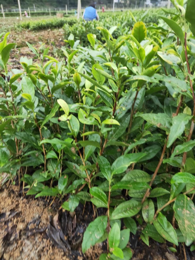 供应各种茶苗