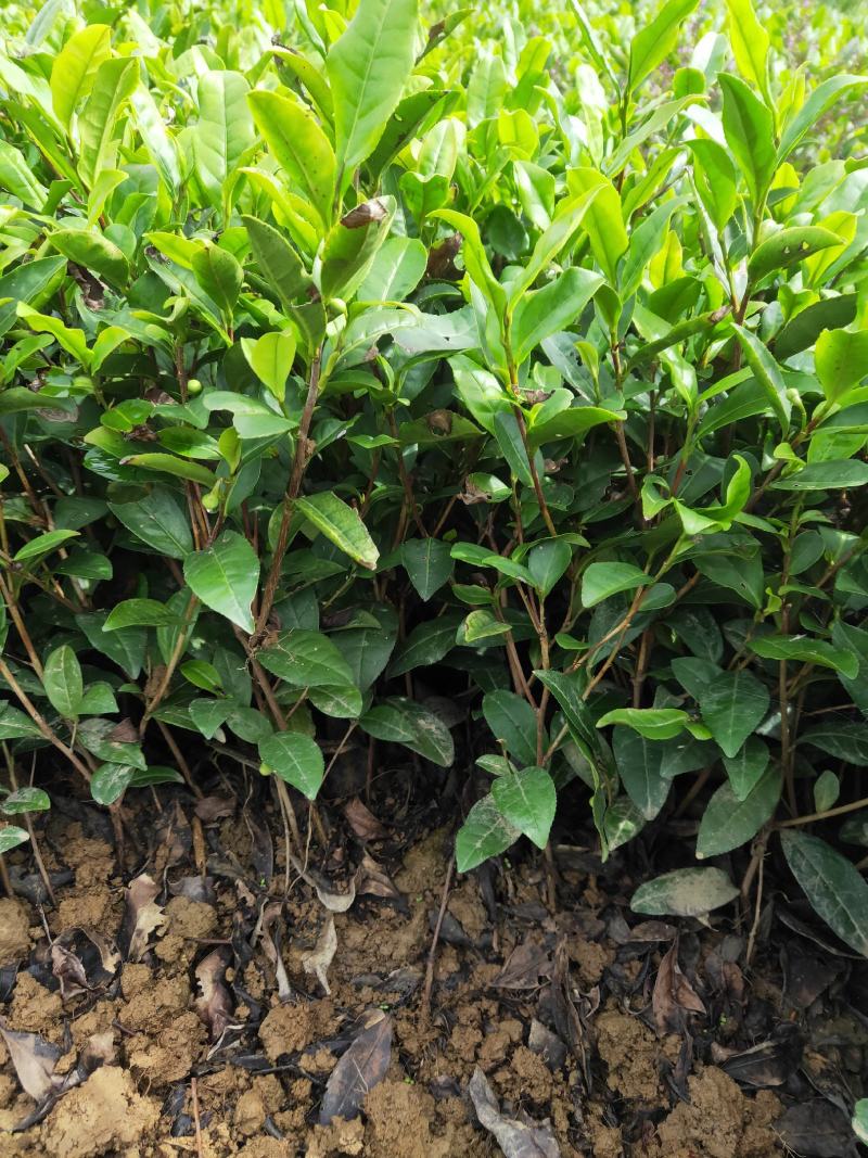 供应各种茶苗