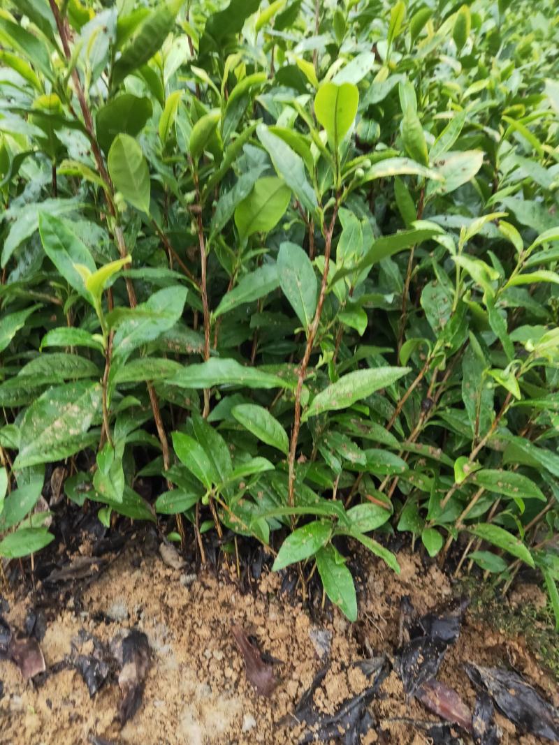 供应各种茶苗