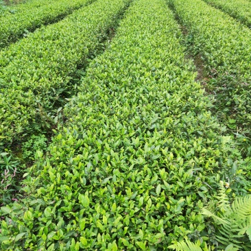 供应各种茶苗