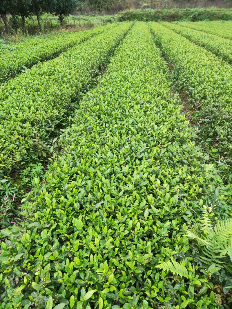供应各种茶苗