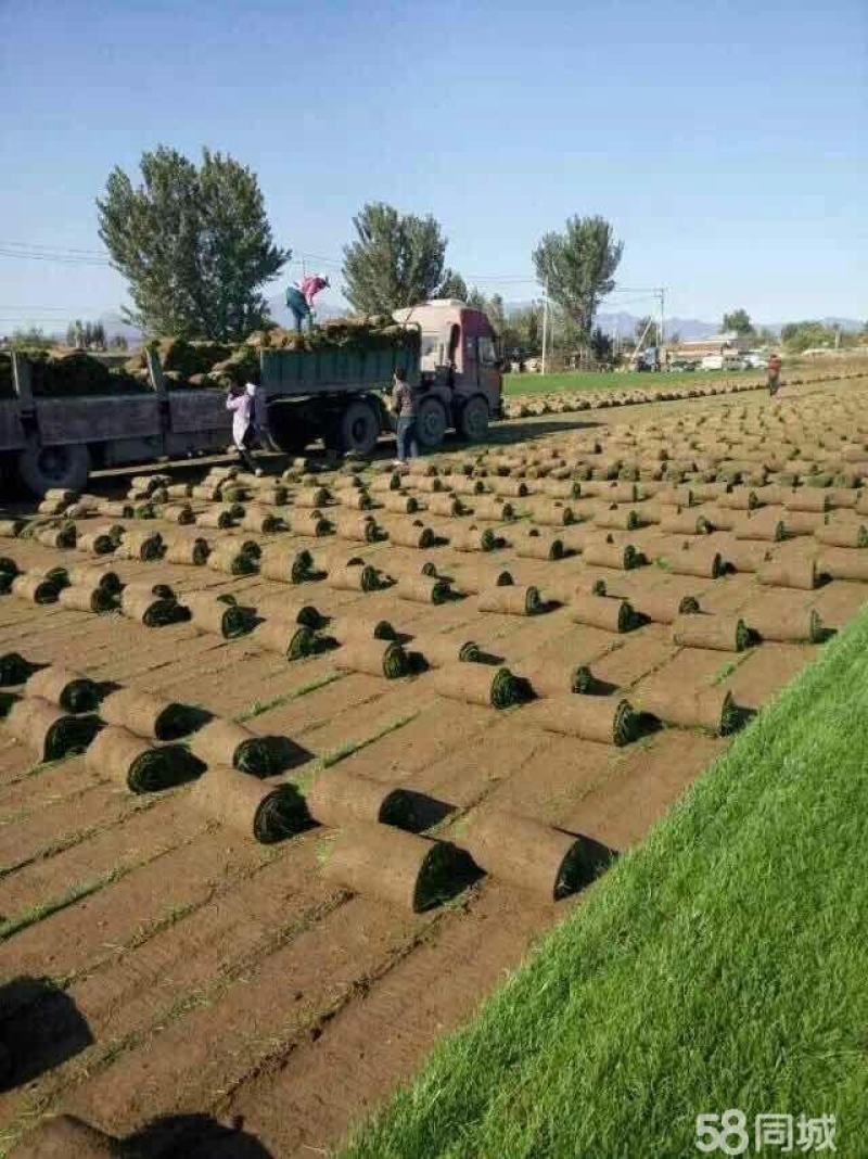 草坪销售庭院绿植园林工程草坪销售草皮草坪