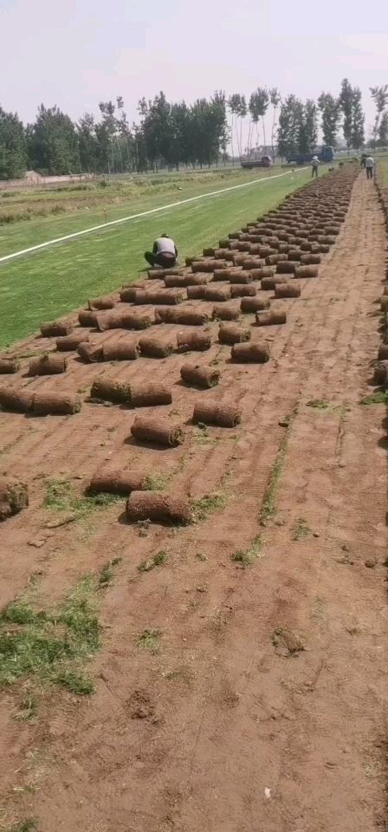 草坪销售庭院绿植园林工程草坪销售草皮草坪