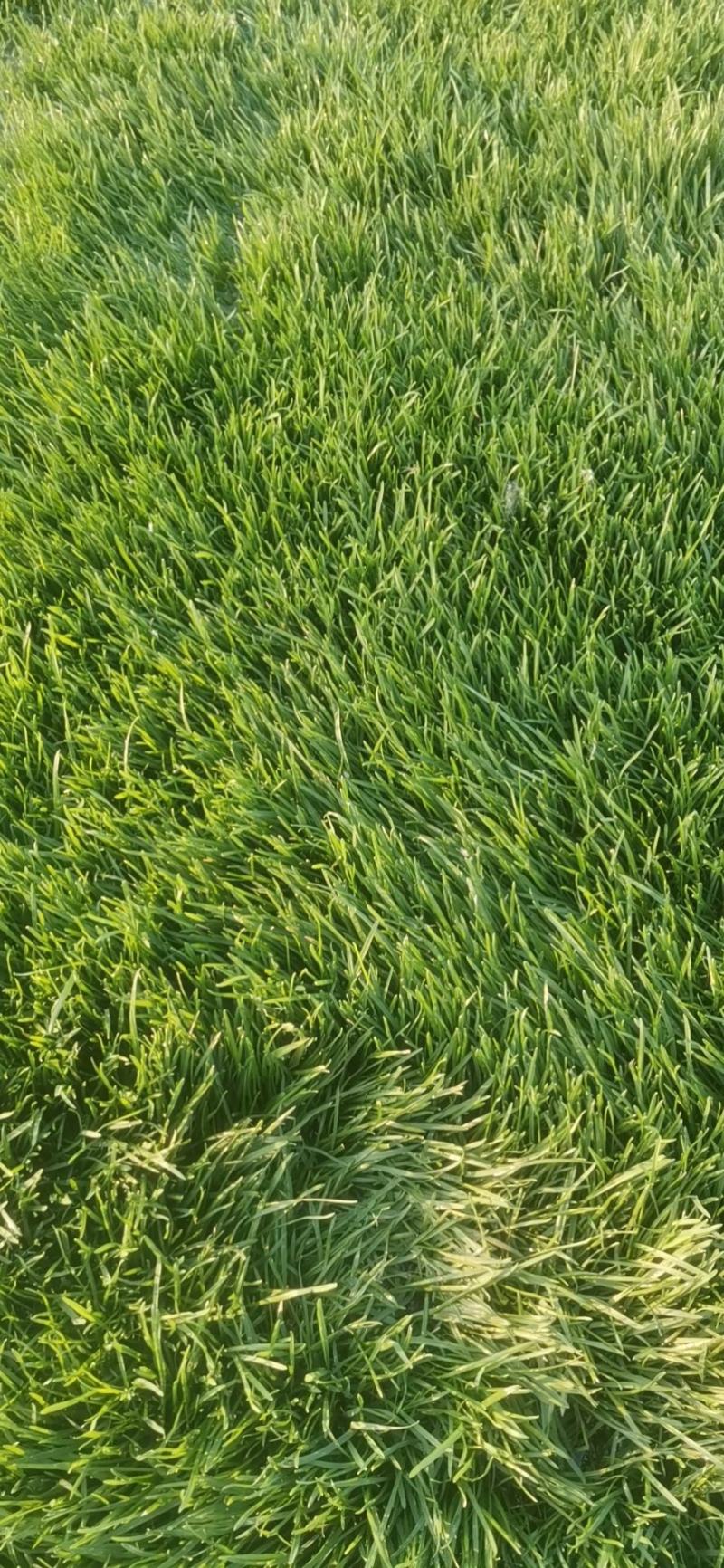 草坪销售庭院绿植园林工程草坪销售草皮草坪