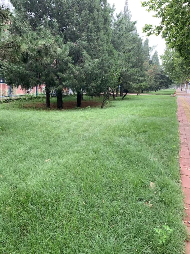 草坪草种高羊茅护坡草坪四季常青草坪宿根花卉早熟禾紫羊茅果