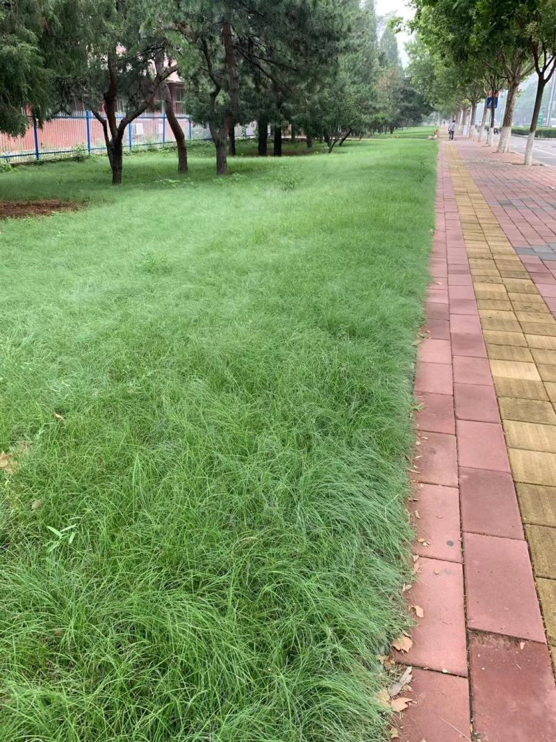 草坪草种高羊茅护坡草坪四季常青草坪宿根花卉早熟禾紫羊茅果