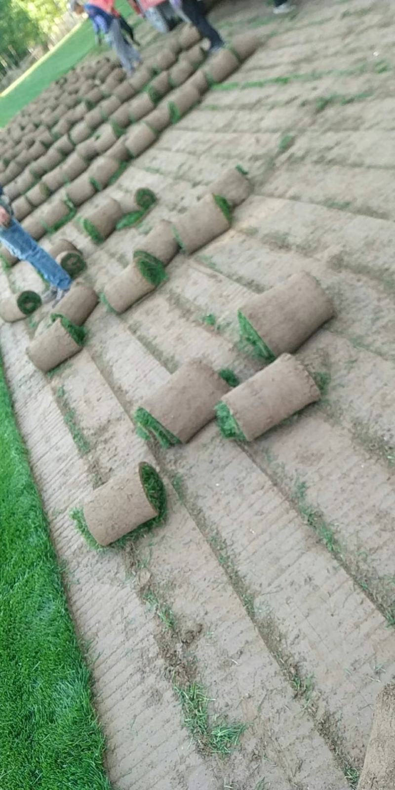真草坪带泥土庭院绿化植物草皮草籽供应草坪草种草籽供应