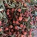 荔枝