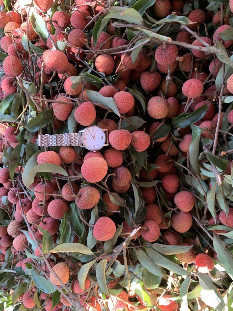 荔枝