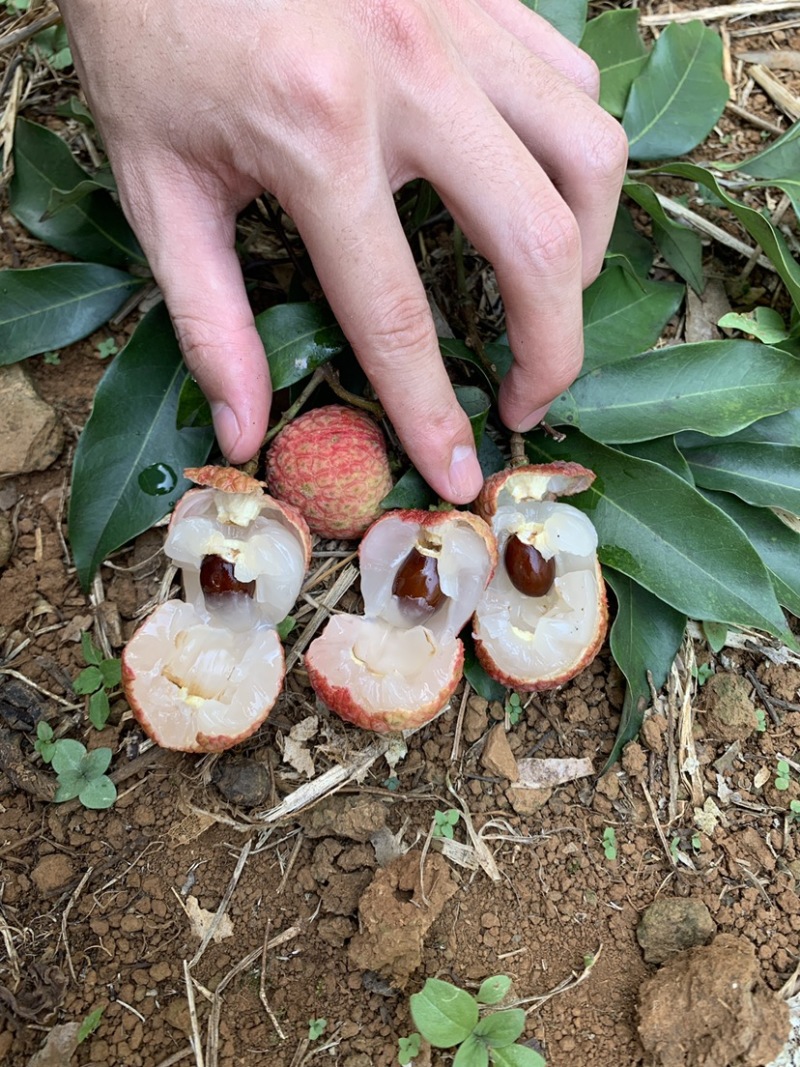 荔枝